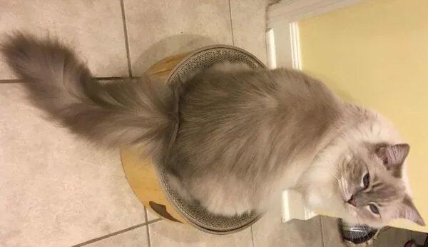 Necoichi Cozy Cat Bed